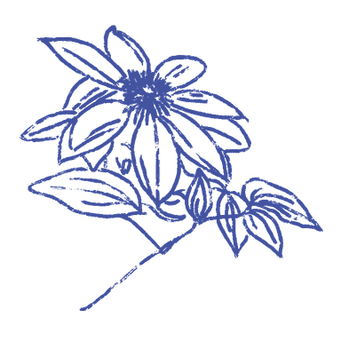 Senninsou (sweet autumn clematis), ink illustration